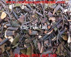 Mua cây tầm gửi ở đâu tại tp hcm ???