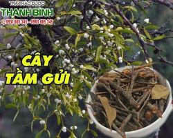 Mua cây tầm gửi ở đâu uy tín tại TpHCM?