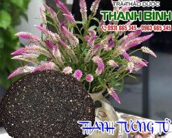 Mua cây thanh tương tử tại Thảo Dược Thanh Bình có tác dụng điều trị đau mắt đỏ