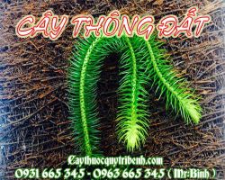 Mua cây thông đất ở đâu tại TPHCM ???