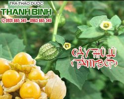Mua cây thù lù giá rẻ tại TpHCM???