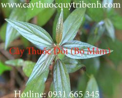 Mua cây thuốc dòi (cây bọ mắm) ở đâu tại tp hcm ???