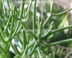 Mua cây xương cá (cây giao) ở đâu tại tp hcm ???