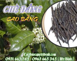 Mua chè đắng Cao Bằng ở đâu tại TPHCM ???