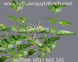 Mua chè vằng giá rẻ uy tín chất lượng nhất ở đâu?
