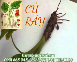 Mua củ ráy ở đâu tại TPHCM ???