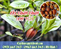Mua dành dành (chi tử) ở đâu tại TPHCM???