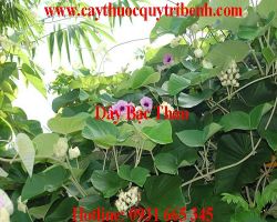 Mua dây bạc thau ở đâu tại tp hcm ???