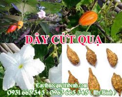 Mua dây cứt quạ ở đâu tại TPHCM ???