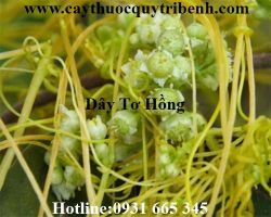 Mua dây tơ hồng ở đâu tại Tp Hcm ???