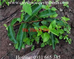 Mua hà thủ ô đỏ ở đâu tại tp hcm ???