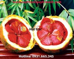 Mua hạt gấc ở đâu tại tp hcm ???