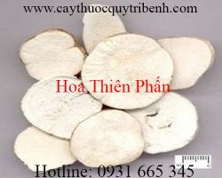 Mua hoa thiên phấn ở đâu tại tp hcm ???