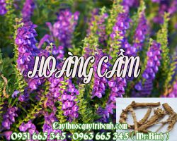 Mua hoàng cầm ở đâu tại TPHCM ???