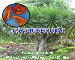 Mua huyết giác ở đâu tại TPHCM ???