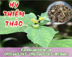 Mua hy thiêm thảo ở đâu tại TPHCM ???