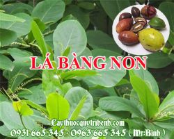 Mua lá bàng non ở đâu tại TPHCM ???