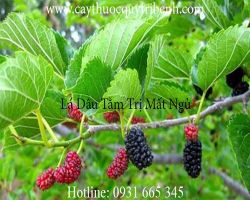 Mua lá dâu ở đâu tại tp Hcm ???