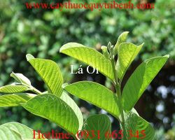 Mua lá ổi ở đâu tại tp hcm ???
