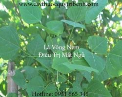 Mua lá vông nem ở đâu tại Tp Hcm ???