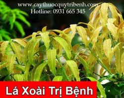 Mua lá xoài ở đâu tại tp hcm ???