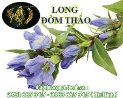 Mua long đởm thảo ở đâu tại TPHCM ???