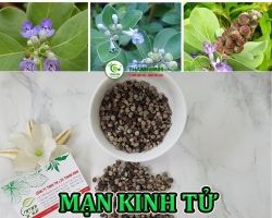 Mua mạn kinh tử giá rẻ uy tín chất lượng nhất ở đâu tại TPHCM ?