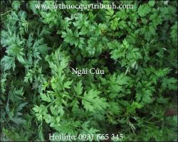 Mua ngãi cứu ở đâu tại tp Hcm ???