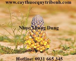 Mua nhục thung dung ở đâu tại tp hcm ???