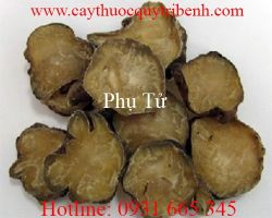 Mua phụ tử giá rẻ uy tín chất lượng nhất ở đâu?