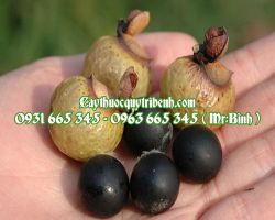 Mua quả bồ hòn (trái bồ hòn) ở đâu tại Tp Hcm ???