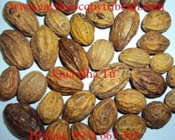 Mua quả kha tử tại Hà Nội có tác dụng trị ngộ độc do thức ăn tốt nhất