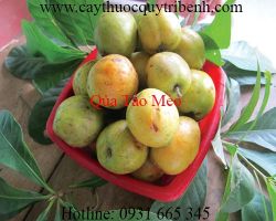 Mua quả táo mèo ở đâu tại tp hcm ???