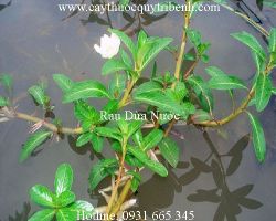 Mua rau dừa nước ở đâu tại tp hcm ???