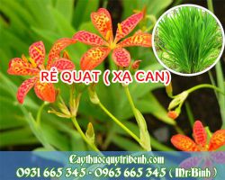Mua rẻ quạt (xạ can) ở đâu tại TPHCM???