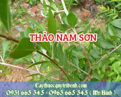 Mua thảo nam sơn ở đâu tại TPHCM???