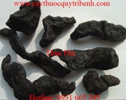 Mua thục địa ở đâu tại tp hcm ???