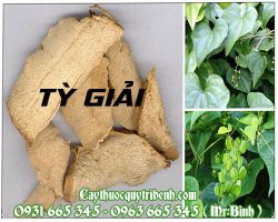 Mua tỳ giải ở đâu tại TPHCM ???
