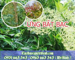 Mua ưng bất bạc ở đâu tại TPHCM???