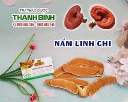 Nấm linh chi [Hình ảnh, công dụng, cách dùng] Mua ở đâu chất lượng?