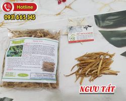 Ngưu tất vị thuốc quý trong Đông Y
