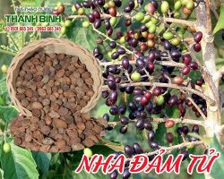 Nha đảm tử [công dụng, cách dùng] mua ở đâu nguyên chất