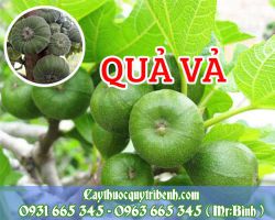 Qủa vả