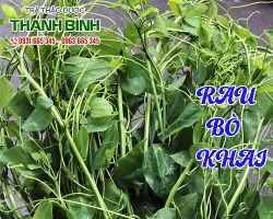 RAU BÒ KHAI [CÔNG DỤNG, CÁCH DÙNG] NGUYÊN CHẤT MUA Ở ĐÂU?