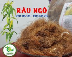 Râu ngô có công dụng gì đối với sức khỏe ???