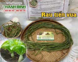 RAU TIẾN VUA [CÔNG DỤNG, CÁCH DÙNG] MUA Ở ĐÂU???