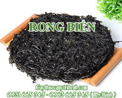 RONG BIỂN