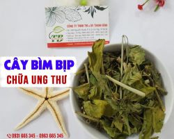 Tác dụng của cây bìm bịp là gì