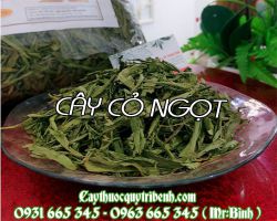 Tác dụng của cây cỏ ngọt là gì ???