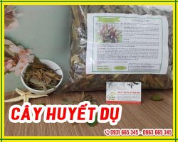 Tác dụng của cây huyết dụ ???